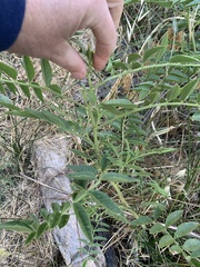 Glycyrrhiza lepidota