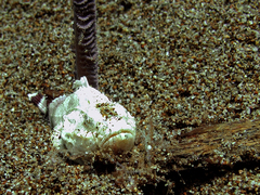 Scorpaenopsis macrochir