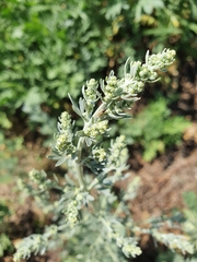 Artemisia absinthium
