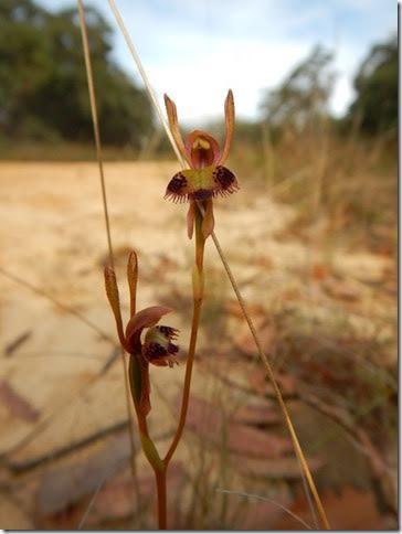 Leporella