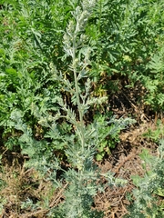 Artemisia absinthium