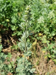 Artemisia absinthium