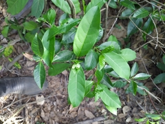 Strophanthus divaricatus