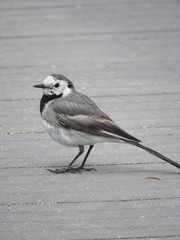 Motacilla alba