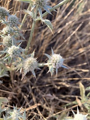 Eryngium vaseyi