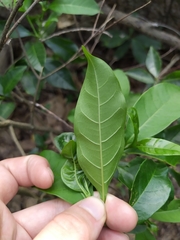 Strophanthus divaricatus