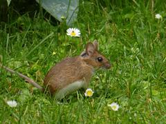 Apodemus flavicollis