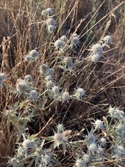 Eryngium vaseyi