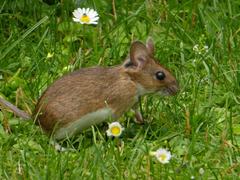 Apodemus flavicollis