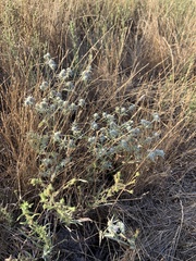 Eryngium vaseyi