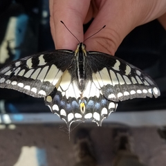 Papilio machaon oregonius