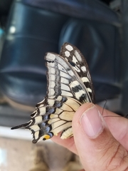 Papilio machaon oregonius