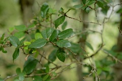 Quercus tarokoensis