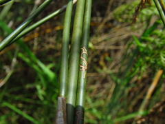 Houdinia flexilissima