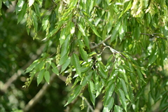 Carpinus kawakamii