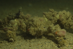Camposcia retusa