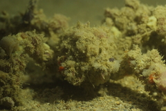 Camposcia retusa