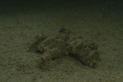 Camposcia retusa