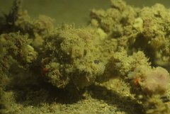 Camposcia retusa