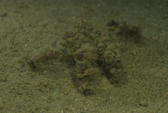 Camposcia retusa