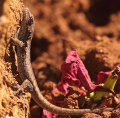 Lygodactylus