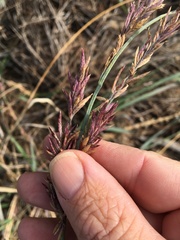Eragrostis interrupta