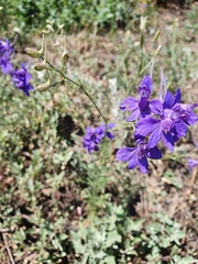 Delphinium consolida