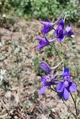 Delphinium consolida