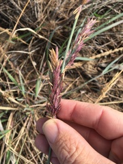 Eragrostis interrupta