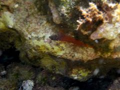 Tripterygion melanurus