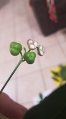 Codiaeum variegatum moluccanum