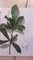 Codiaeum variegatum moluccanum