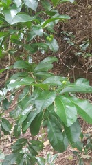 Codiaeum variegatum moluccanum