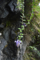 Scutellaria tashiroi