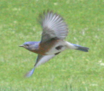 Eastern Bluebird photographed in Minnesota
