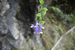 Scutellaria tashiroi