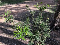 Alyxia ruscifolia