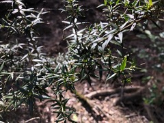 Alyxia ruscifolia