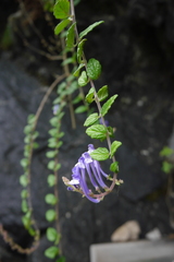 Scutellaria tashiroi