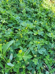Medicago lupulina