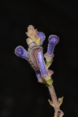 Scutellaria tashiroi