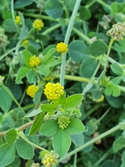 Medicago lupulina