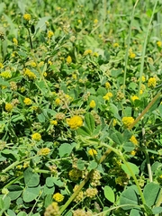 Medicago lupulina