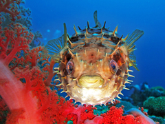 Cyclichthys orbicularis