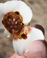 Calochortus vestae