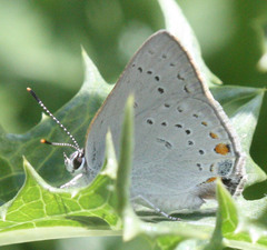 Satyrium californica