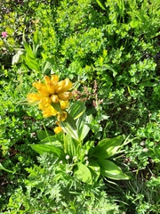 Gentiana