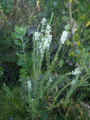Struthiola dodecandra