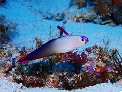 Nemateleotris decora