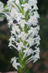 Struthiola dodecandra